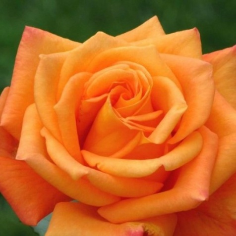 Роза «Халле»