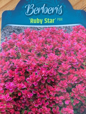Барбаррис Тумберга Ruby Star PBR