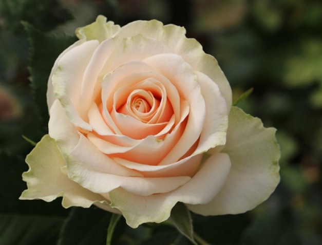 Роза «Талея»