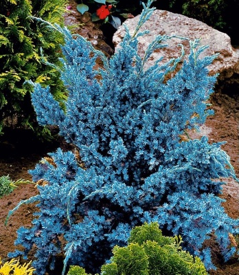 Juniperus squamata Meyeri
