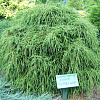 Кипарисовик Filifera Nana
