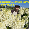 Гортензия метельчатая Hercules