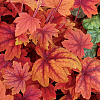 Heucherella Sweet Tea