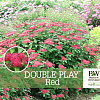 Spiraea густоцветковая Double Play® Red