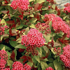 Спирея японская Country Red