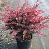 Барбарис тумберга «Rose Glow»