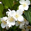 Чубушник lewisii Waterton