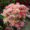 Пиерис japonica Flaming Silver