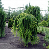 Лиственница Pendula