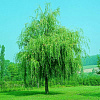 Ива белая Tristis