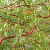 Ива спиралевидная  Erythroflexuosa