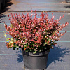 Барбарис Тумберга Atropurpurea Nana