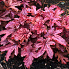 Heucherella Red Rover