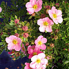 Лапчатка «Lovely Pink»