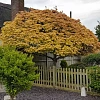 Клен ложноплатановый Brilliantissimum