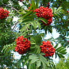Рябина обыкновенная Edulis