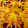 Клен веерный Katsura